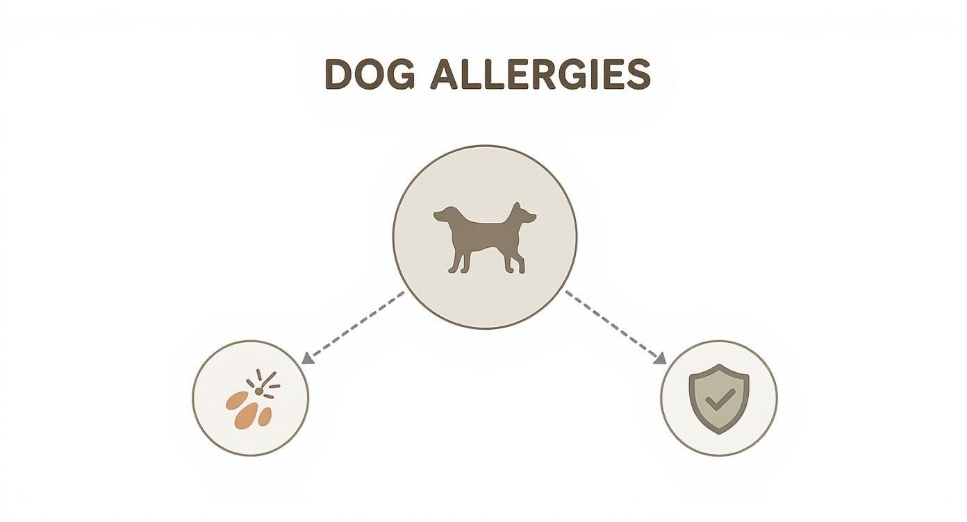 Infographic about natural remedies for dogs with allergies