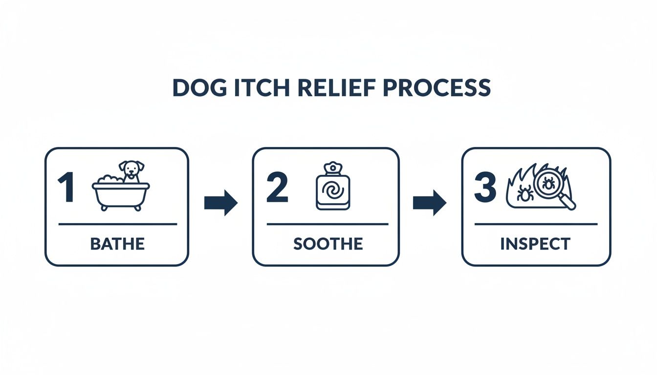 A visual guide illustrating a three-step dog itch relief process: bathe, soothe with product, and inspect.