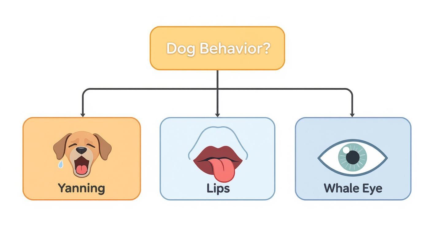 A diagram illustrating different dog behaviors, including yawning, lips, and whale eye as communication signals.