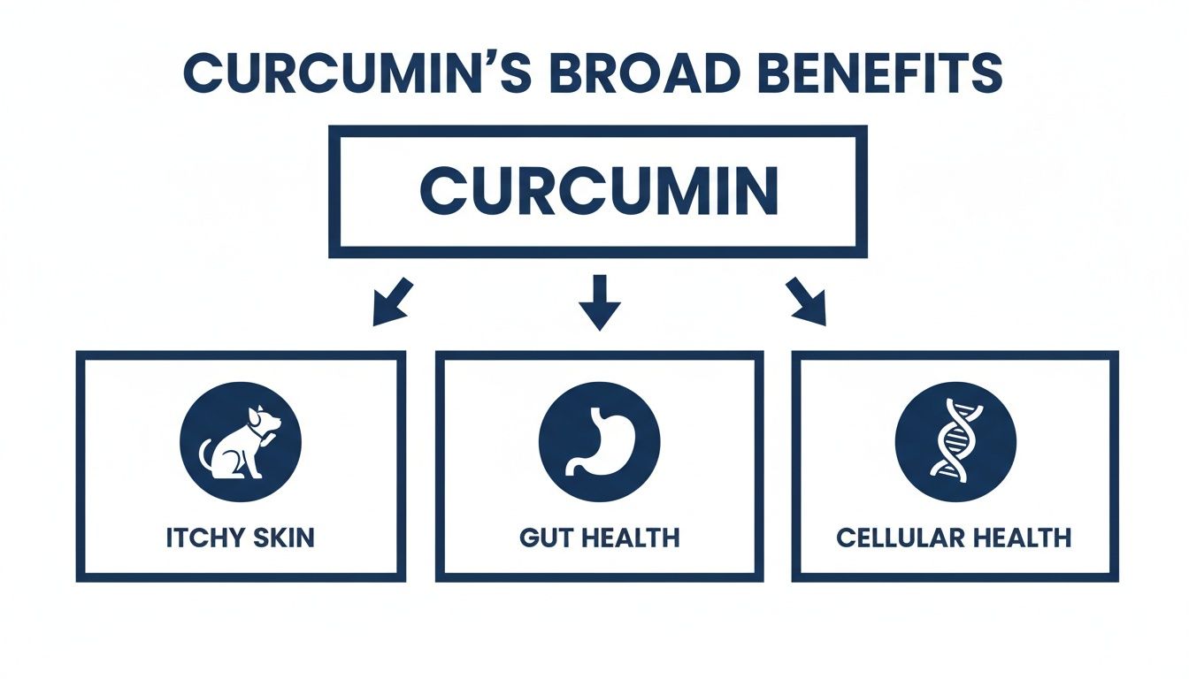 Diagram illustrating curcumin's broad benefits for itchy skin, gut health, and cellular health, with icons.