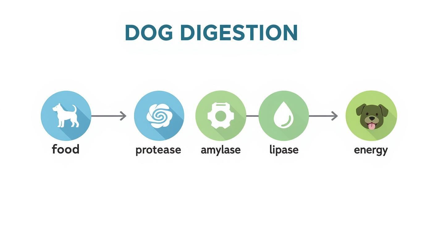 Infographic about digestive enzymes for dogs