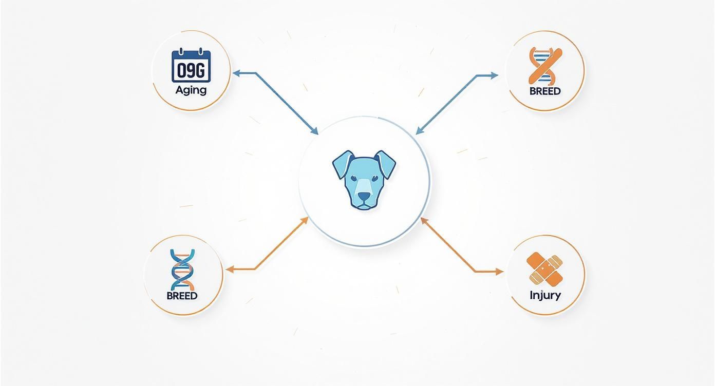 Diagram showing a dog's head icon at the center, influenced by aging, breed genetics, and injury factors.