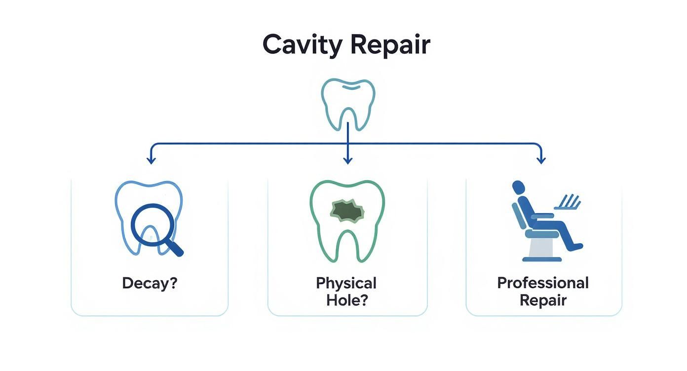 A flowchart titled Cavity Repair, depicting decay detection, physical hole identification, and professional dental repair.