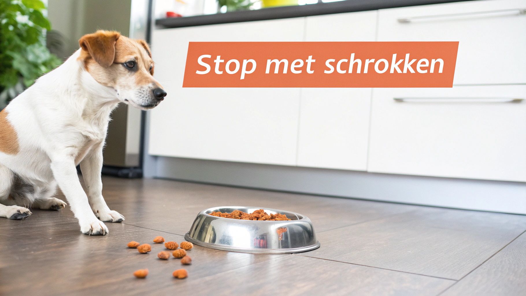 Een hond kijkt aandachtig naar zijn voerbak met brokjes, met de tekst 'Stop met schrokken' op de achtergrond.