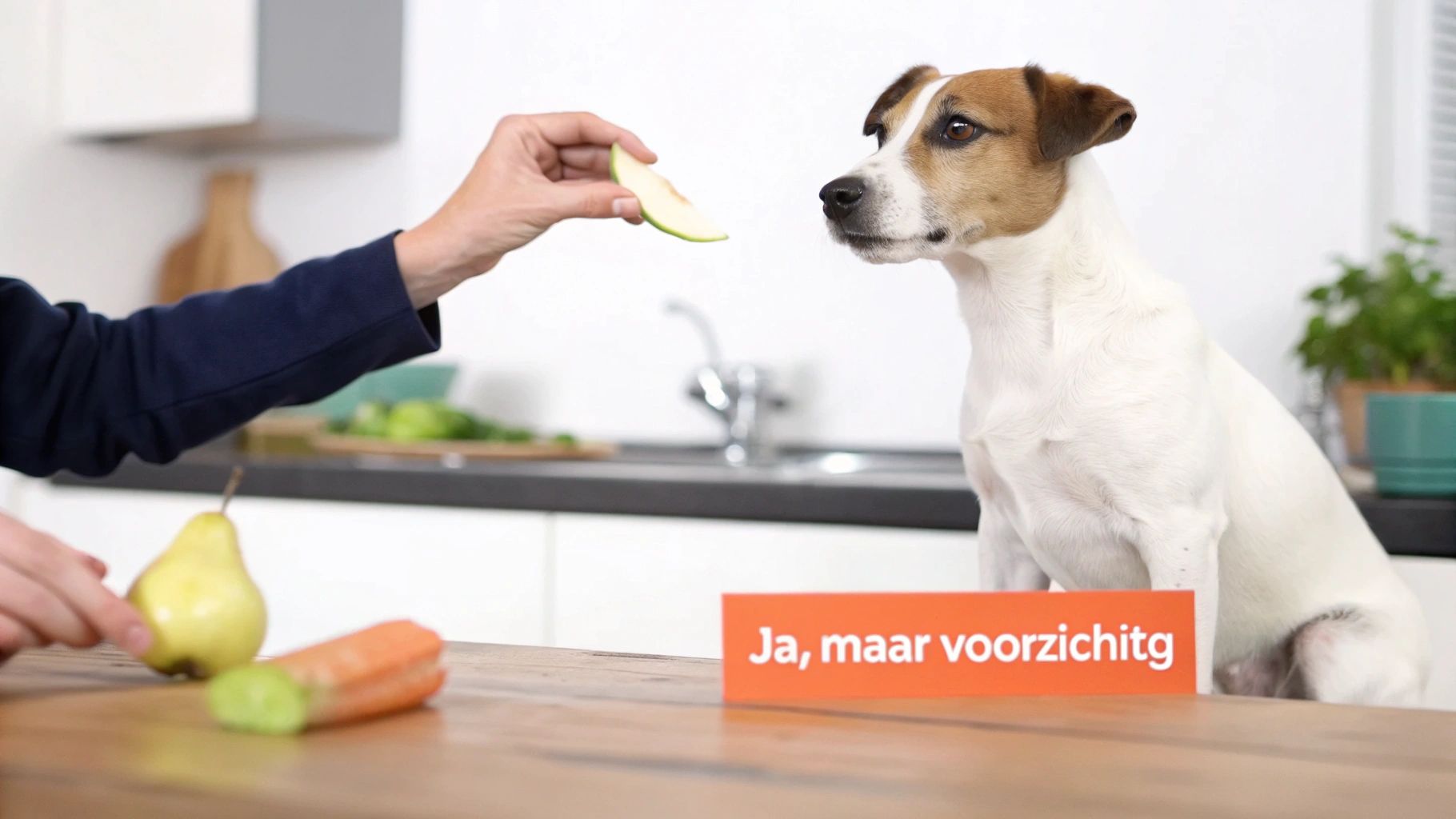 Een hand biedt een schijfje appel aan een Jack Russell Terrier. Op de tafel liggen een peer en wortel, met een bordje 'Ja, maar voorzichtig'.