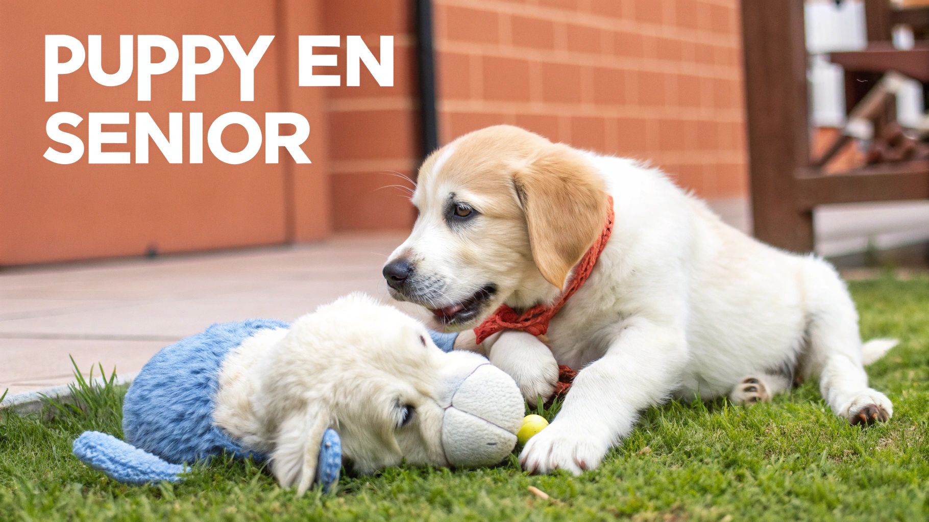 Een jonge puppy met een oranje halsband speelt vrolijk met een blauw-wit speelgoedhondje op het groene gazon.