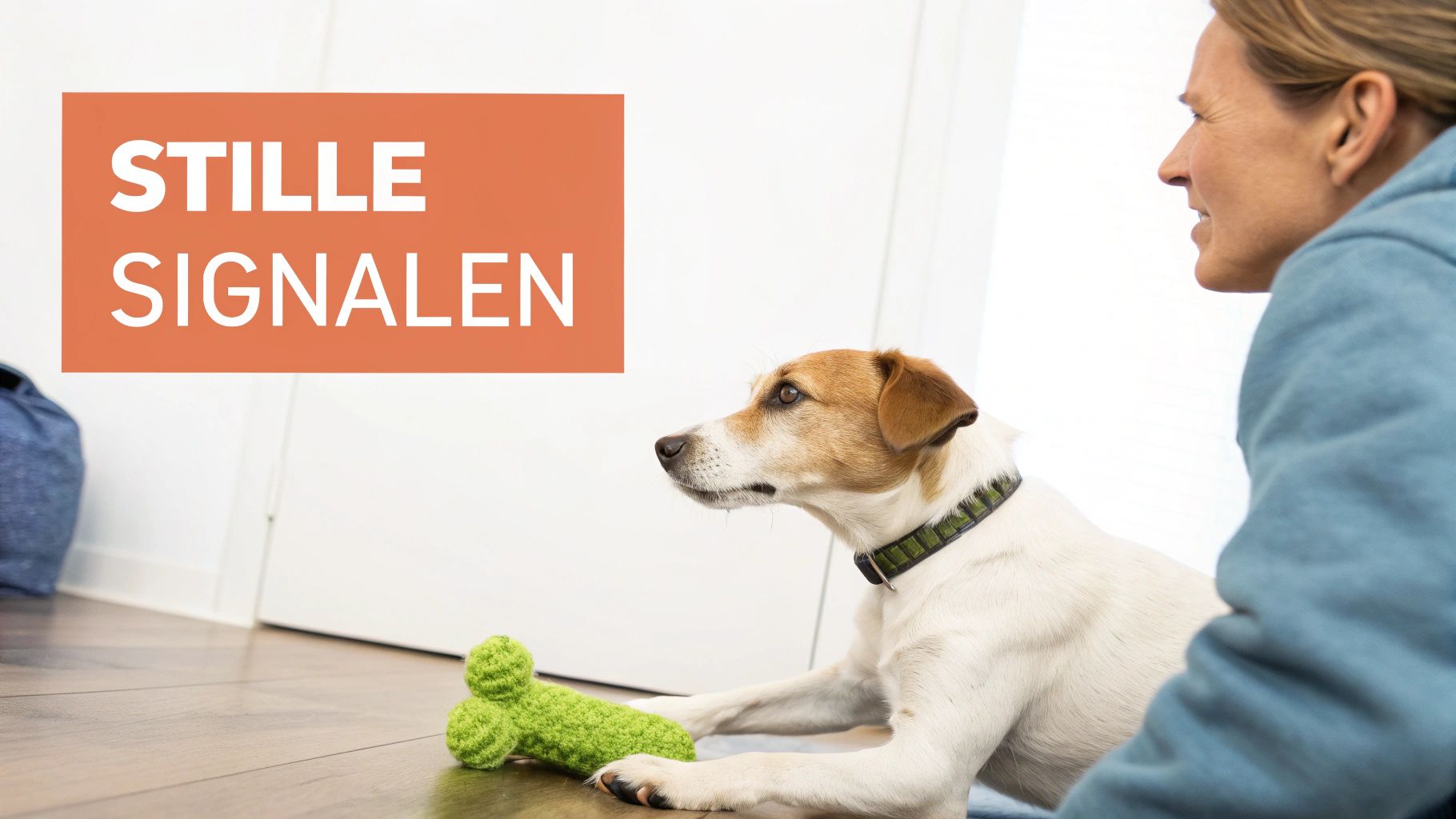 Een Jack Russell-hond ligt op de grond en kijkt naar een lachende vrouw.