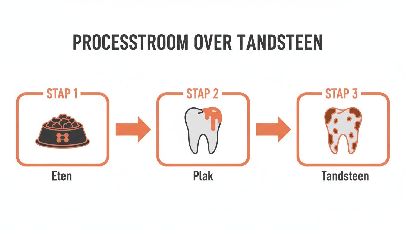 Een processtroomdiagram over de vorming van tandsteen bij honden, van eten tot plak en uiteindelijk tandsteen.