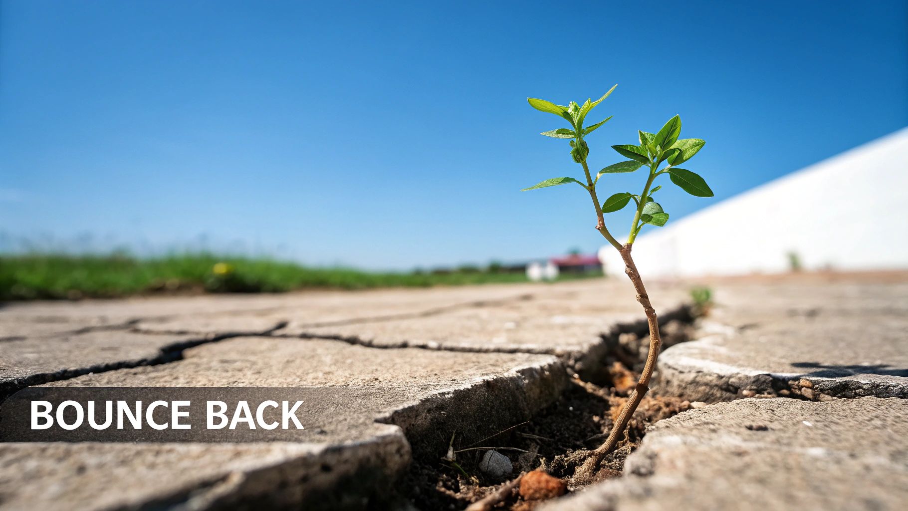 A small green plant sprouts from a crack in cracked concrete under a bright blue sky.
