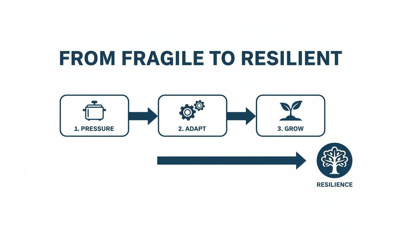 Diagram illustrating the journey from fragility to resilience through pressure, adaptation, and growth.