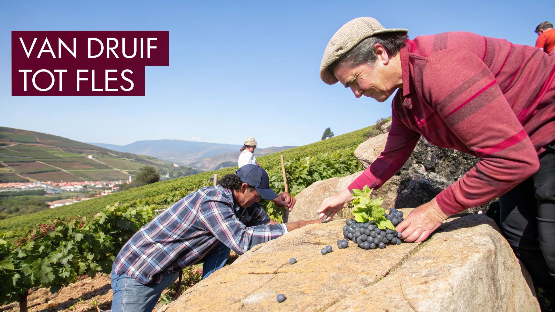 Handmatig geoogste druiven in de Douro-vallei