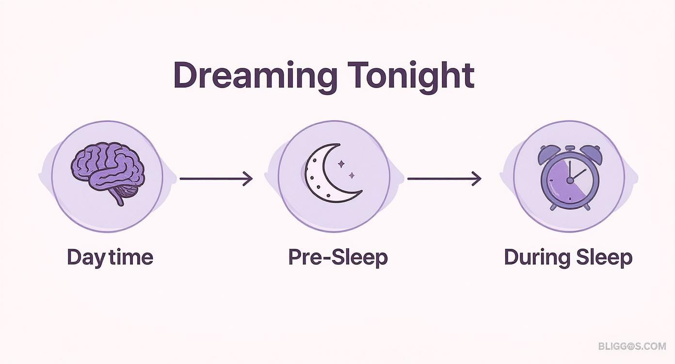 Infographic showing the stages of dreaming: Daytime (brain), Pre-Sleep (moon), and During Sleep (alarm clock).