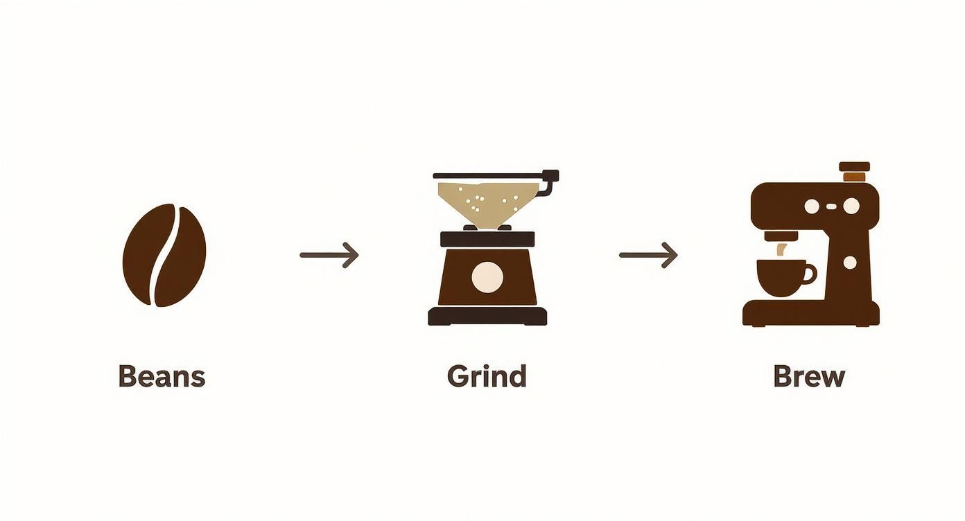 An illustration showing the three-step process of making coffee: from whole beans to grinding and then brewing.