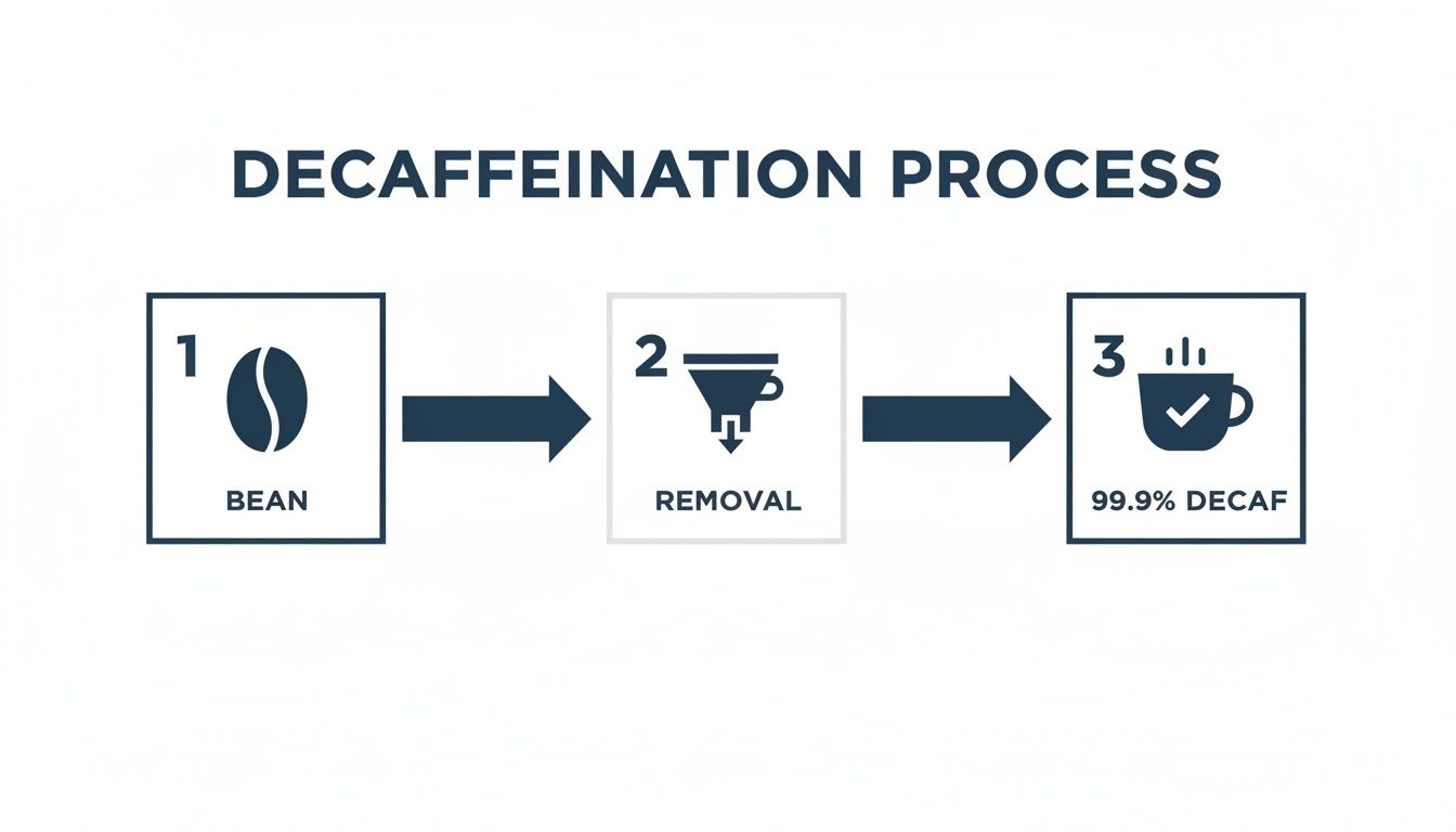A clear visual representation of the 3-step coffee decaffeination process, from bean to 99.9% decaf.
