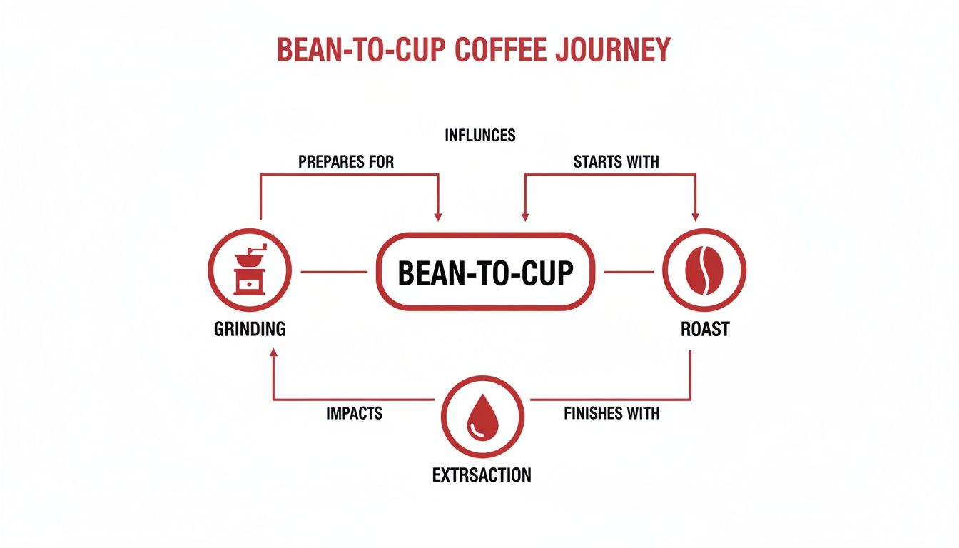 Infographic about best coffee beans for bean to cup machines