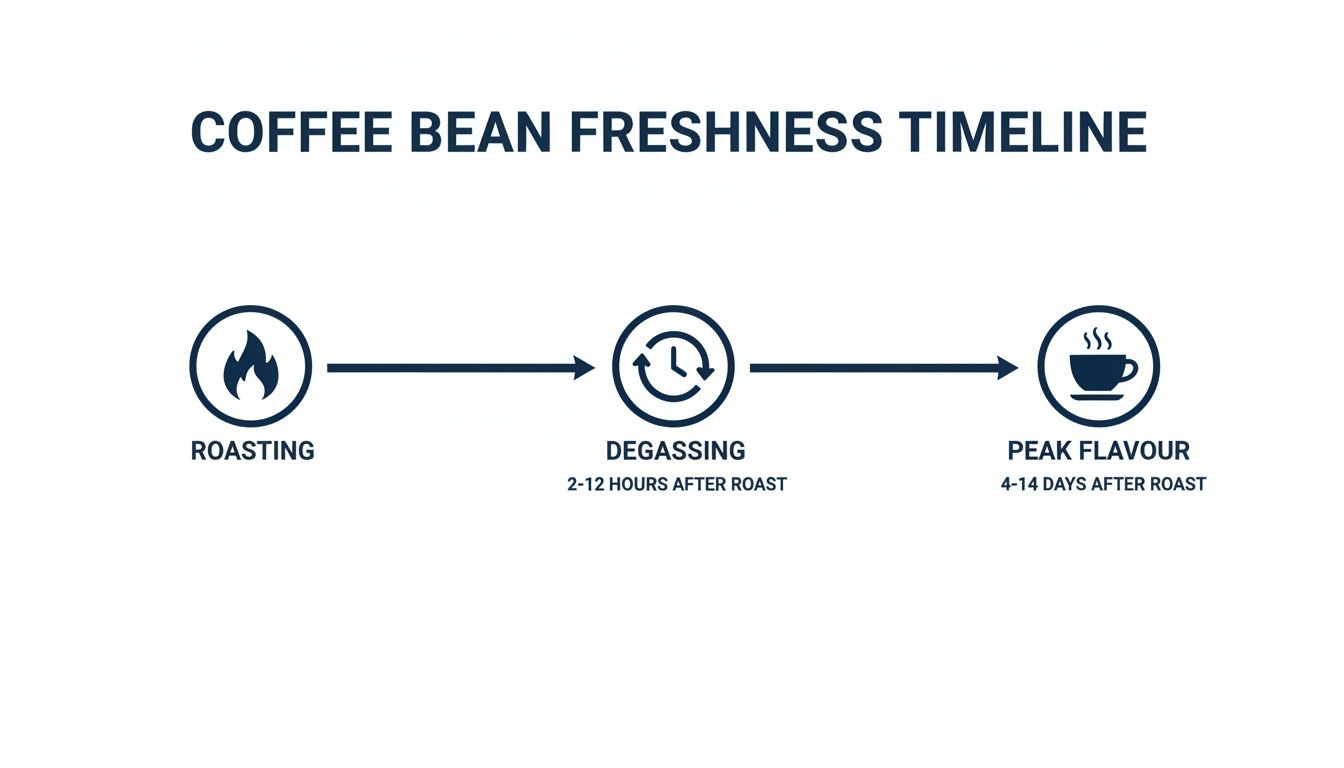A timeline illustrating the stages of coffee bean freshness: roasting, degassing, and peak flavor.