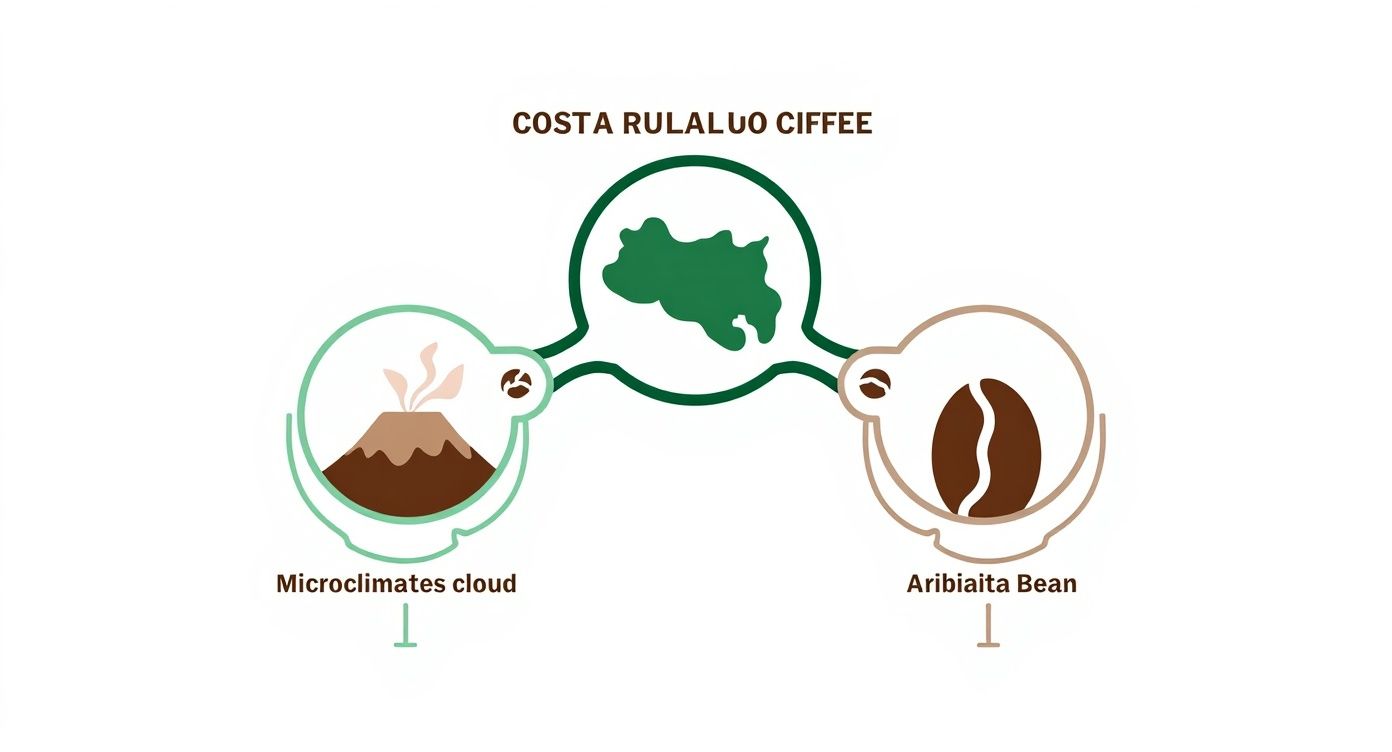 Infographic about costa rican coffee