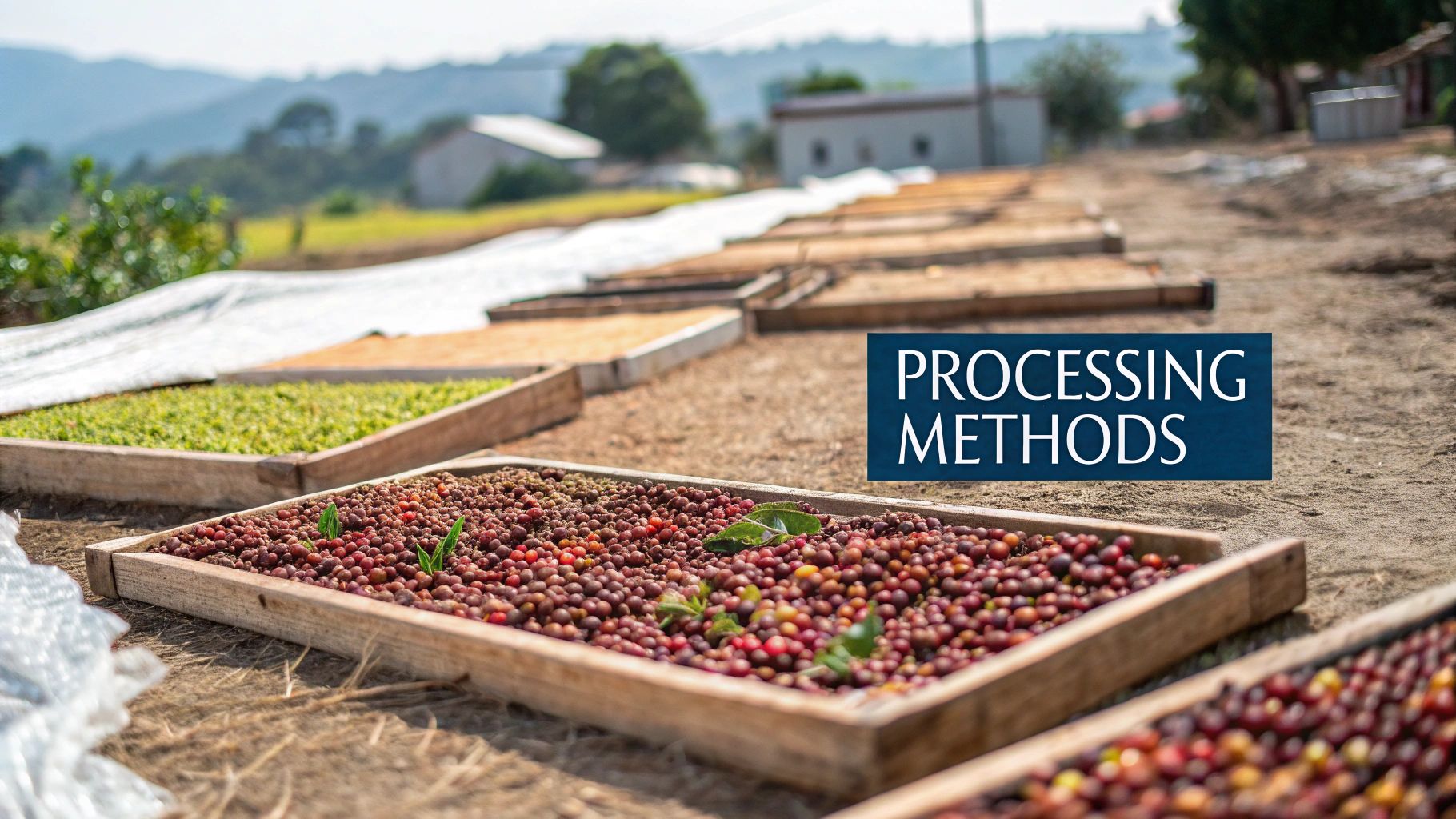 Ripe red coffee cherries ready for processing