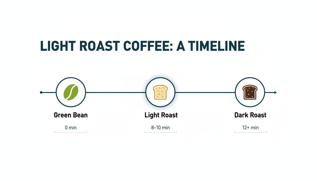 A timeline illustrating the stages of coffee roasting: green bean, light roast (8-10 min), and dark roast (12+ min).