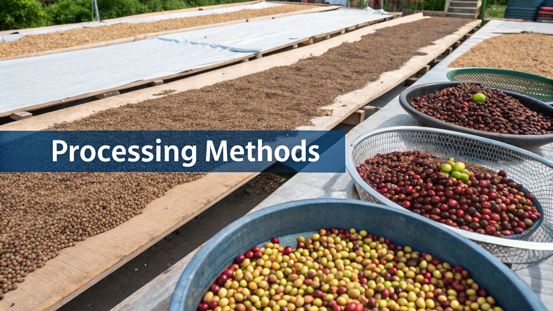 A photo showing different coffee processing methods, with coffee cherries in various stages of drying.
