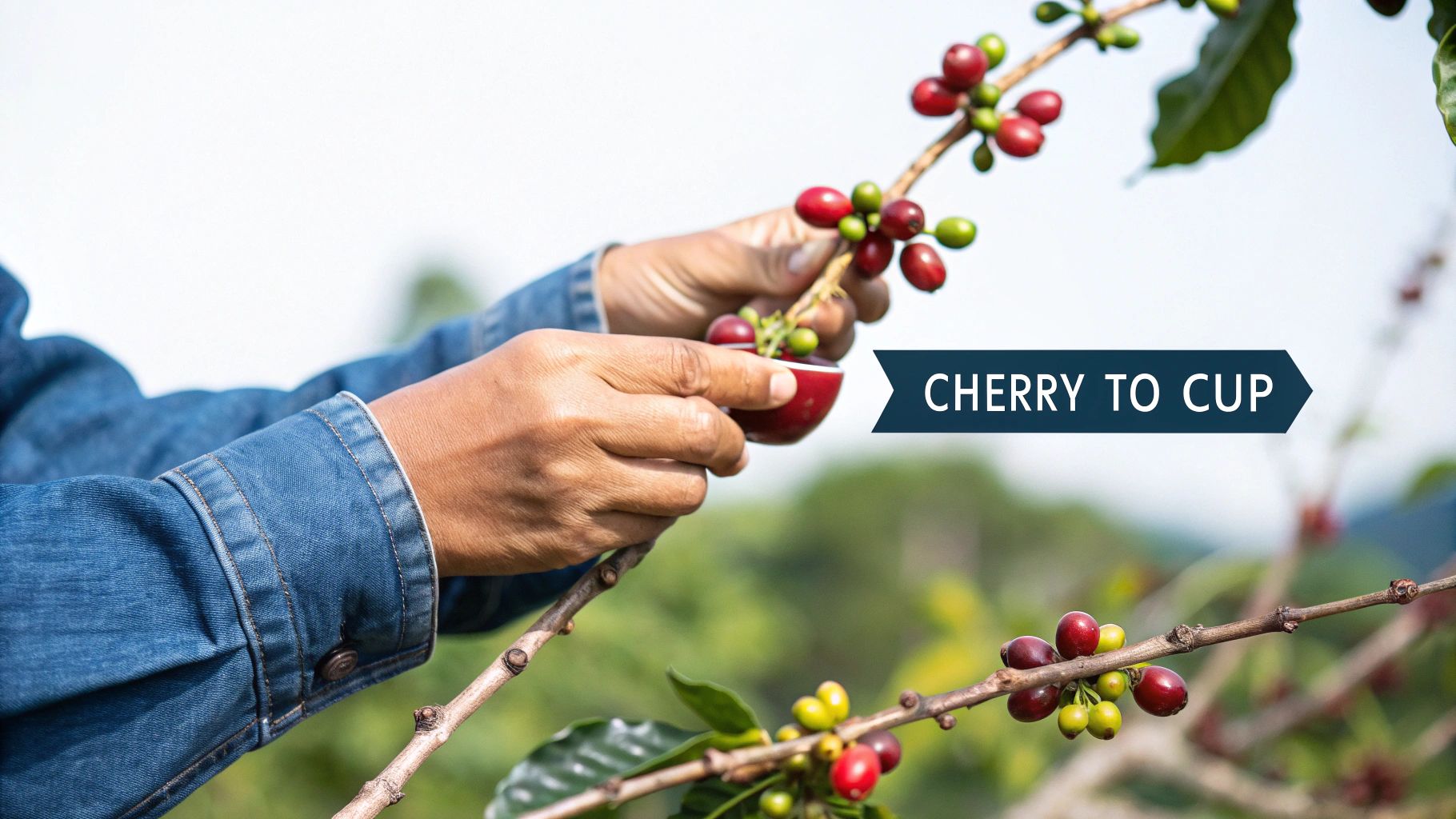 A person holding red coffee cherries in their hands