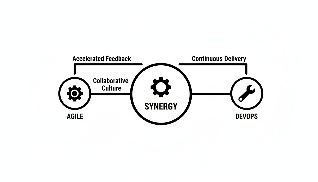 Diagram showing Agile and DevOps merging to achieve Synergy through collaborative culture, accelerated feedback, and continuous delivery.