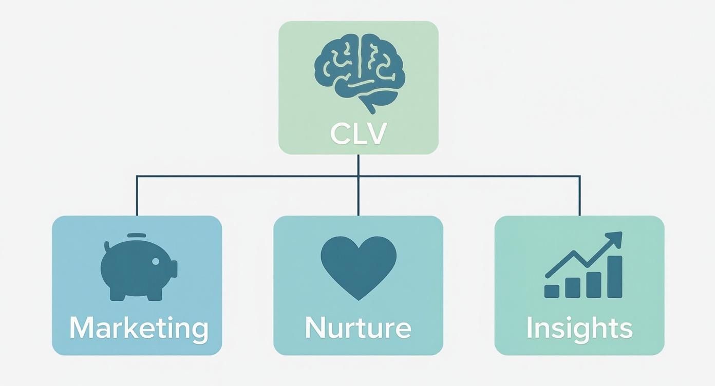 A diagram illustrating Customer Lifetime Value (CLV) supported by Marketing, Nurture, and Insights.