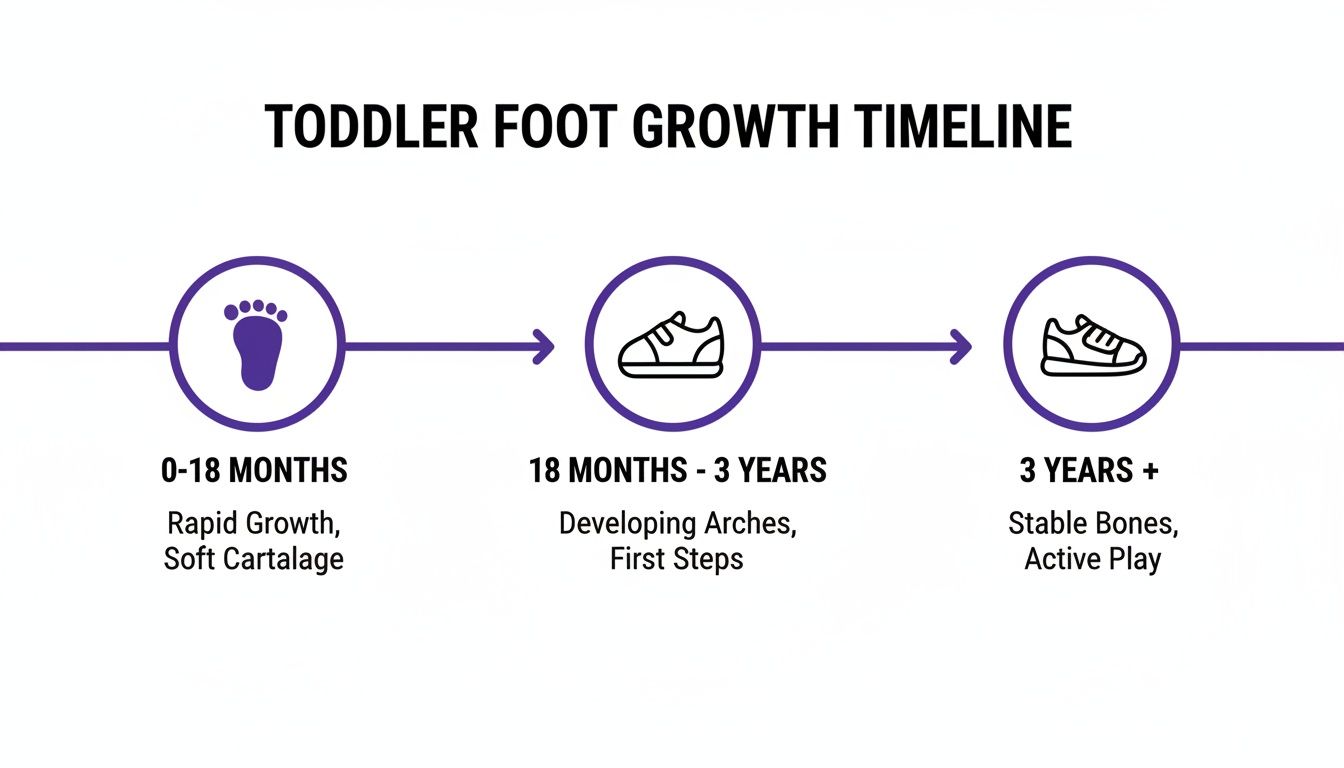 Infographic showing the toddler foot growth timeline from 0 months to 3 years and beyond, detailing stages of development.