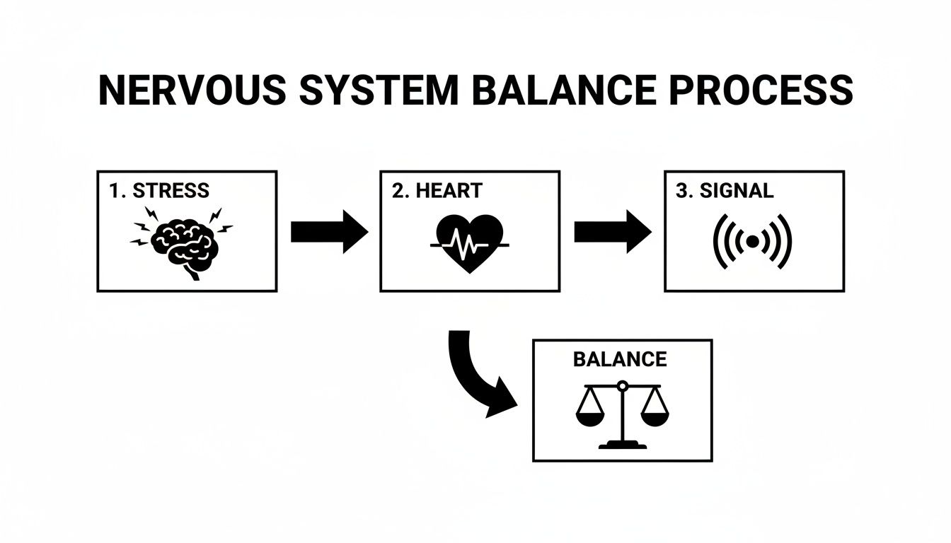 Flowchart illustrating the nervous system balance process with steps: stress, heart, signal, and balance.