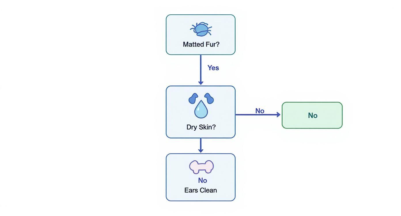A flowchart showing decisions about pet grooming, checking for matted fur, dry skin, and clean ears.