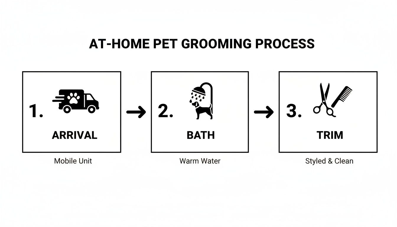 Infographic about dog grooming at home service