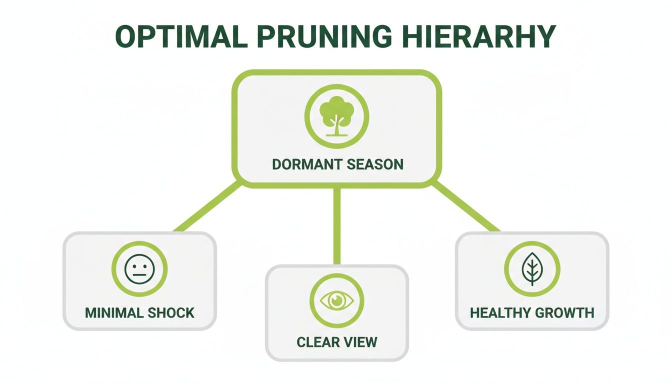 A diagram titled 'Optimal Pruning Hierarchy' shows that dormant season pruning leads to minimal shock, clear view, and healthy growth.