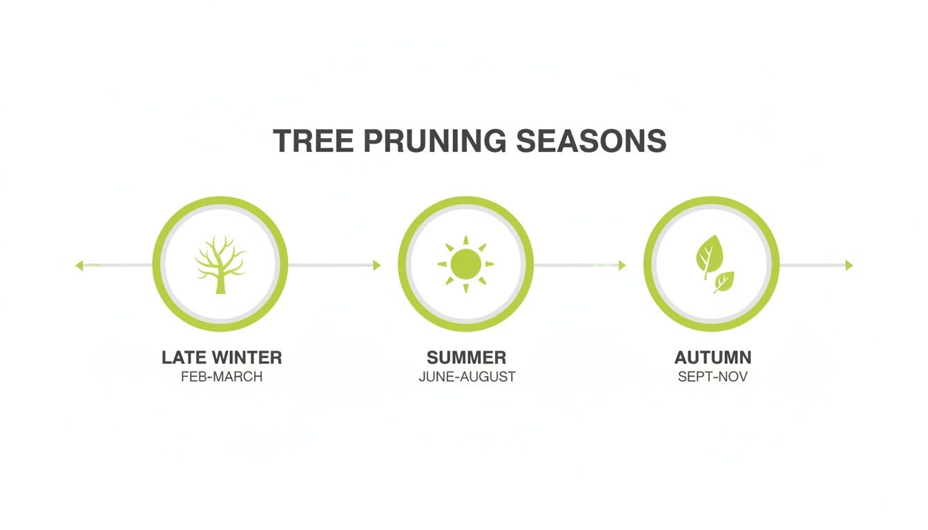Infographic showing optimal tree pruning seasons: late winter, summer, and autumn, with corresponding months.