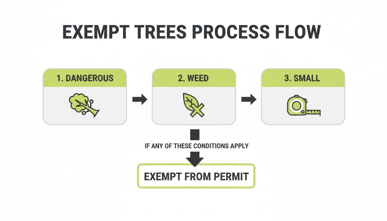 A Homeowner's Guide to Council Approval for Tree Removal