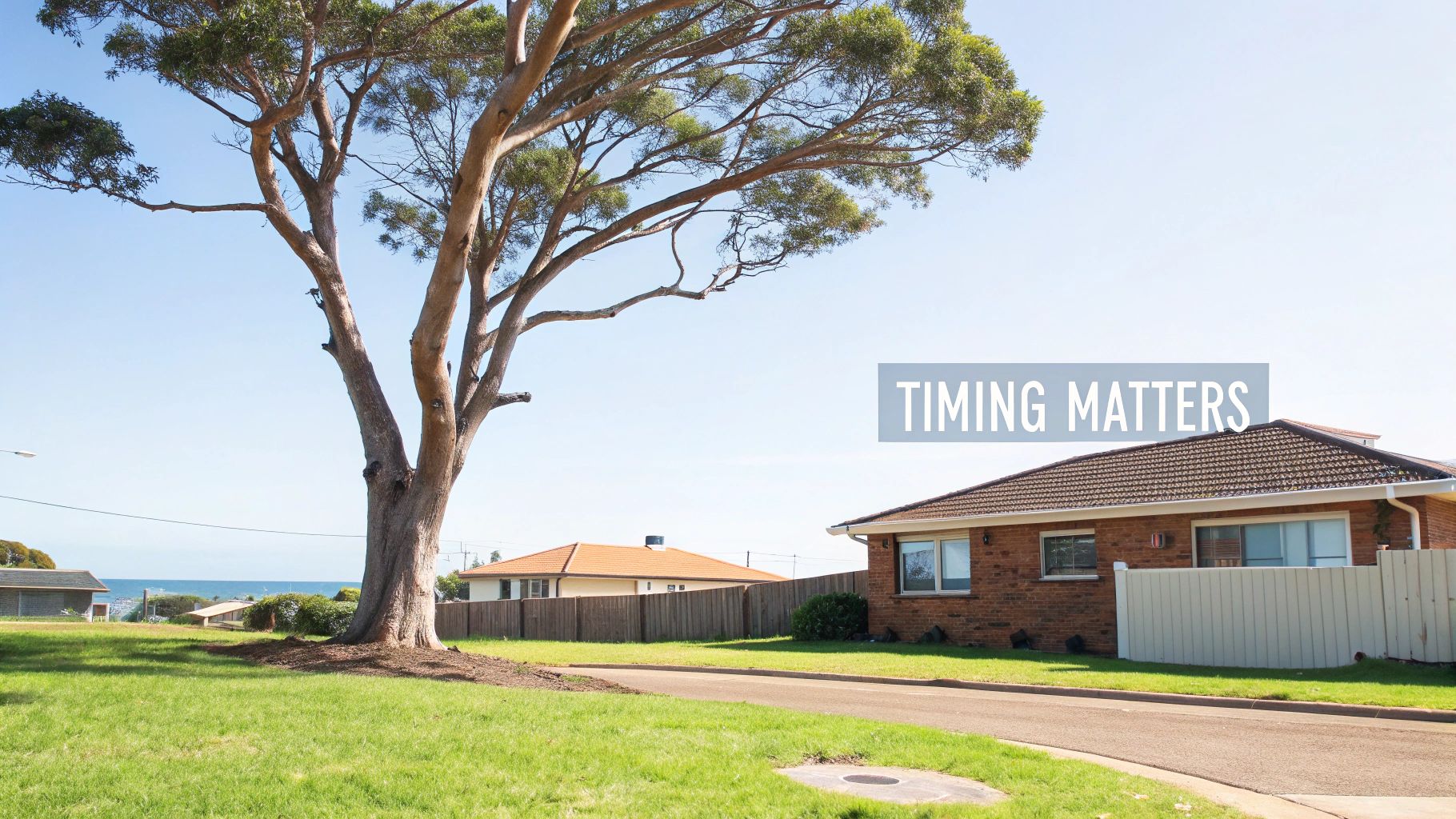 A large tree stands on a sunny grassy lawn with residential houses and the ocean in the background, featuring text 'TIMING MATTERS'.