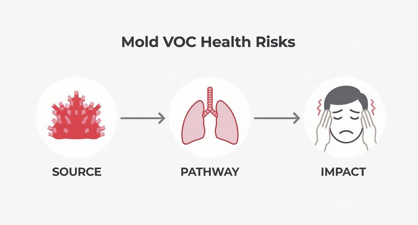 Infographic about mold voc testing