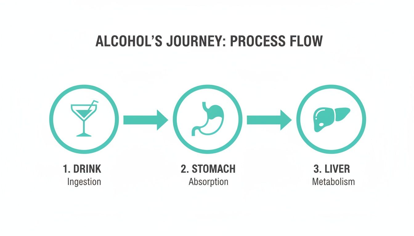 A diagram illustrating alcohol's journey through the body: ingestion, absorption in the stomach, and metabolism in the liver.