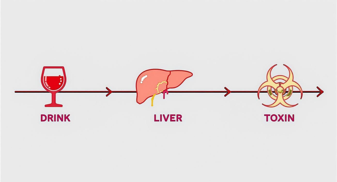 Infographic about how alcohol affects the liver