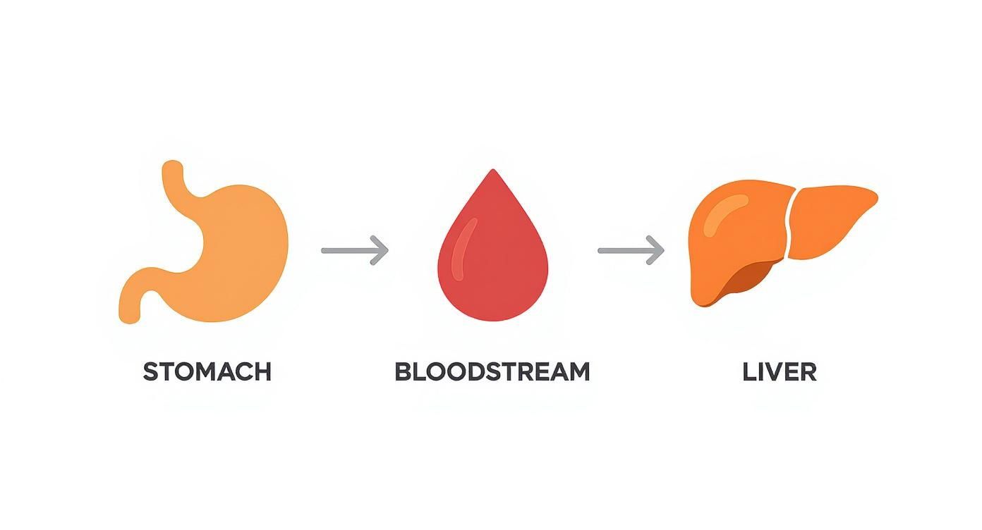 Diagram illustrating the path of alcohol absorption from the stomach, to the bloodstream, then the liver.