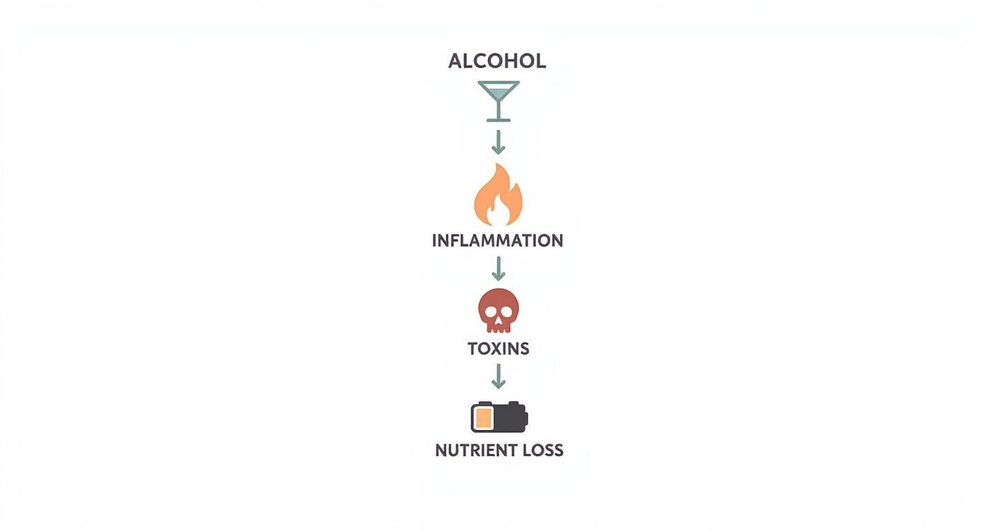 Infographic about supplements to take before drinking alcohol