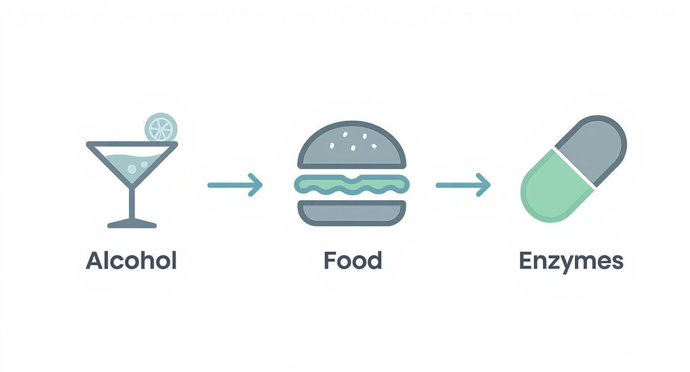 Infographic about digestive enzymes for alcohol