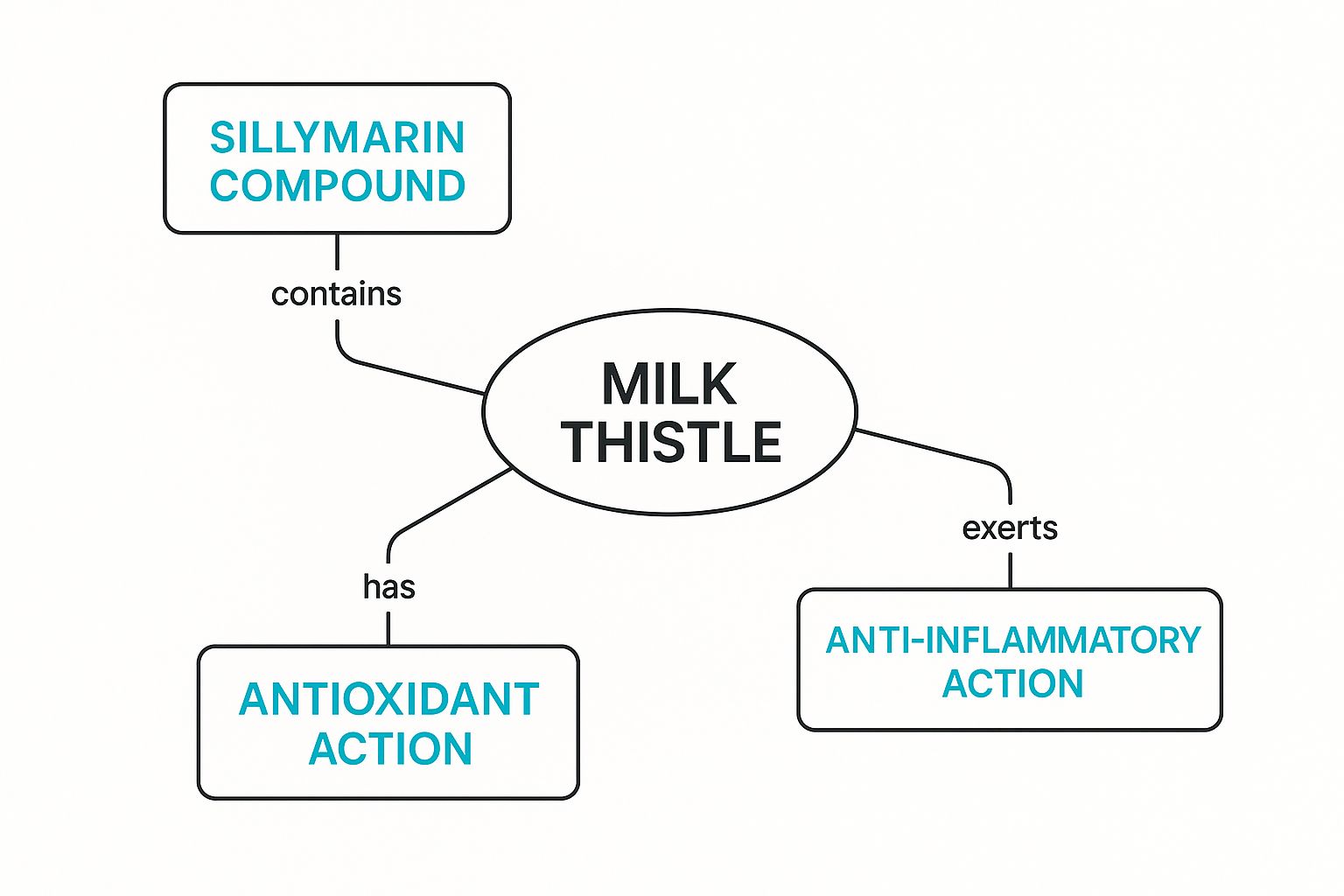 An infographic concept map showing 'Milk Thistle' at the center connected to three key functions: 'Silymarin Compound', 'Antioxidant Action', and 'Anti-Inflammatory Action'.
