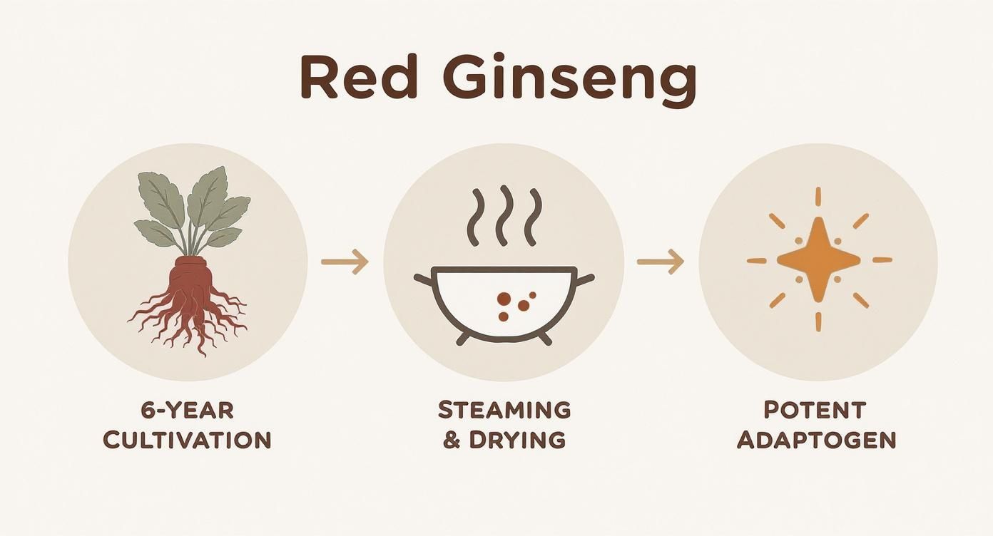 Visual process of red ginseng: from 6-year cultivation, through steaming and drying, to becoming a potent adaptogen.