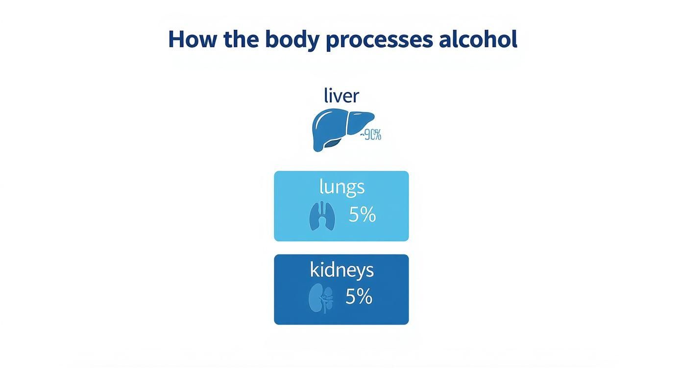 Infographic about removing alcohol breath