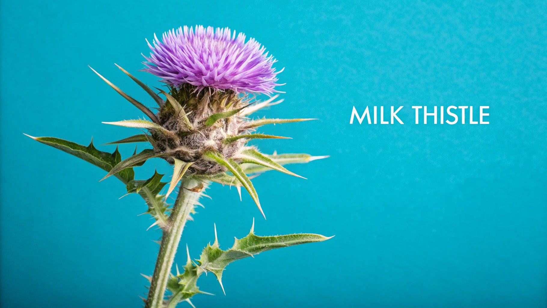 Milk Thistle (Silymarin)