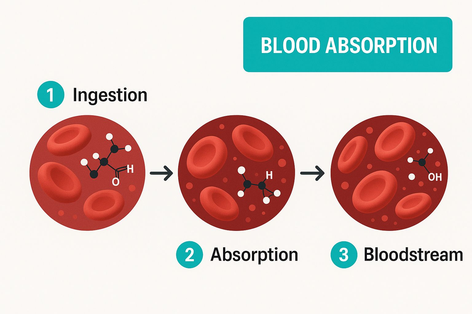 Infographic about how alcohol is metabolized