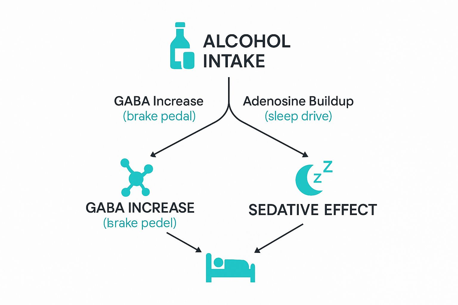 Infographic about why does alcohol make you tired