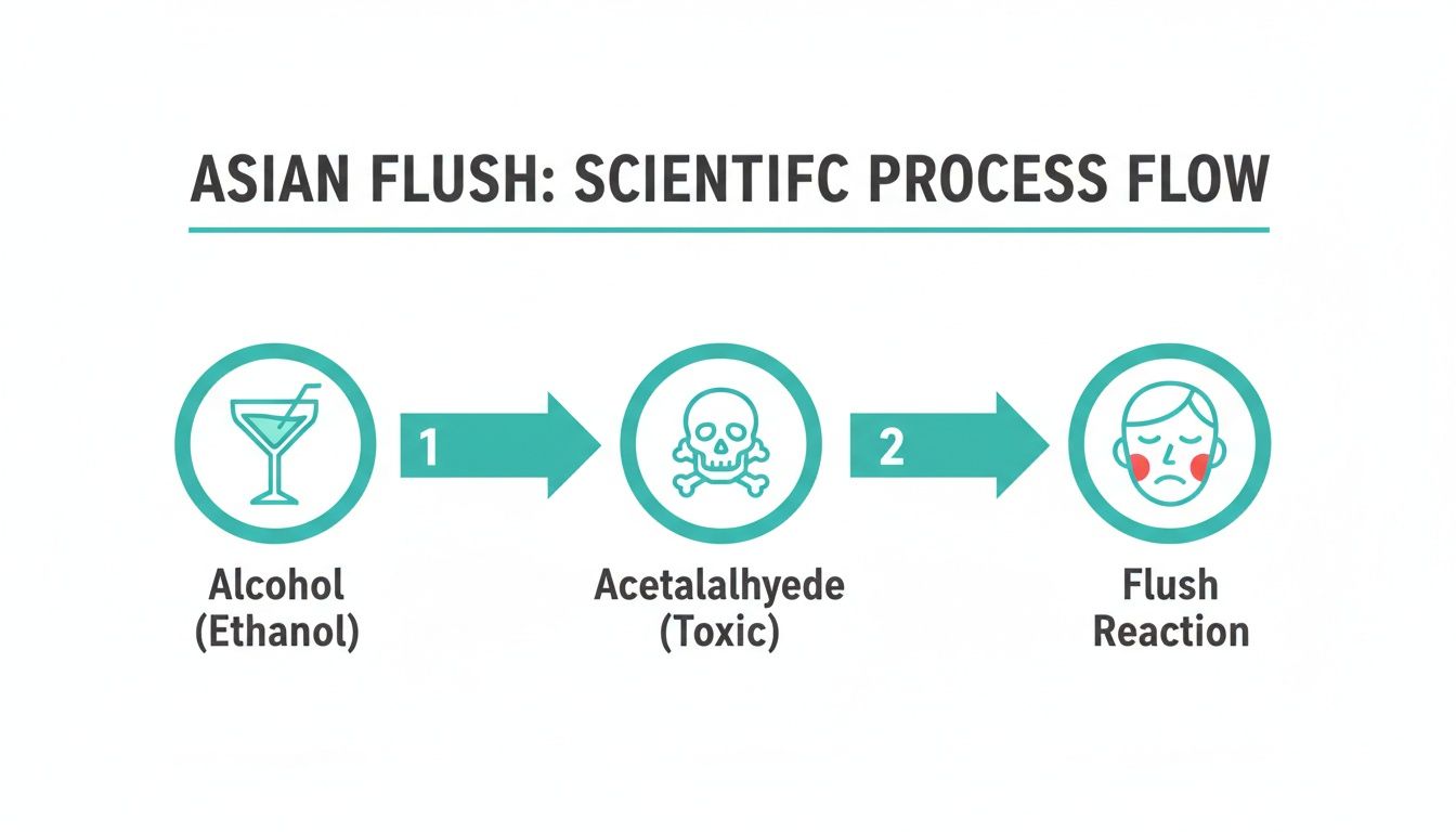 Diagram illustrating the scientific process flow of Asian Flush, showing alcohol metabolism to flush reaction.