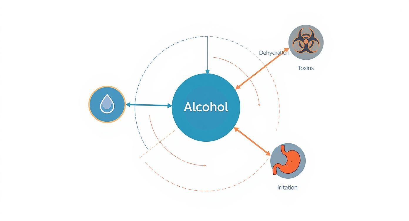 Diagram illustrating the negative effects of alcohol, including dehydration, toxins, and stomach irritation.