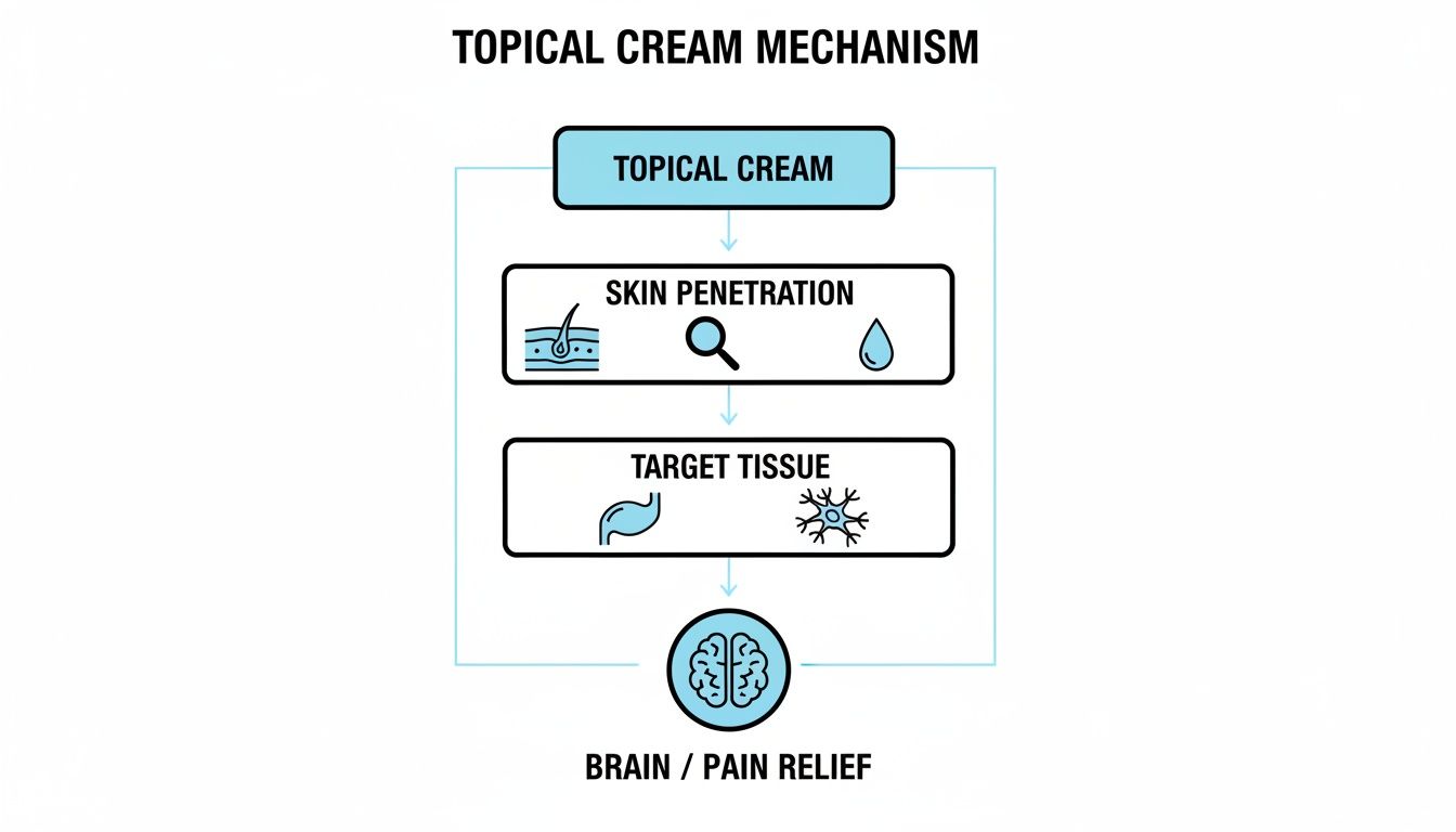 Diagram illustrating the mechanism of topical cream application, from skin penetration to brain pain relief.